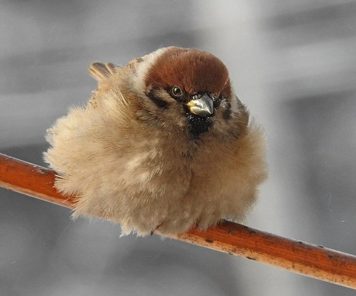 Нахохлившаяся птичка