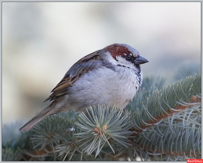 Взъерошенный Воробушек