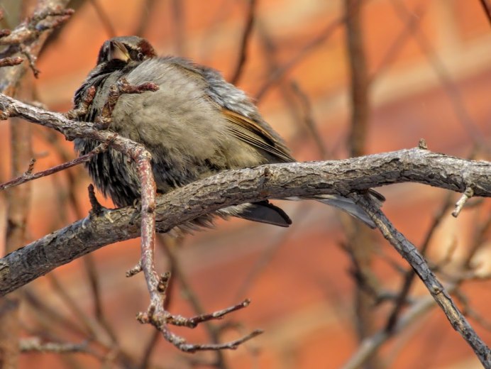 Старый Воробей