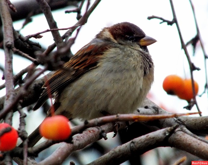 Взъерошенный птенец