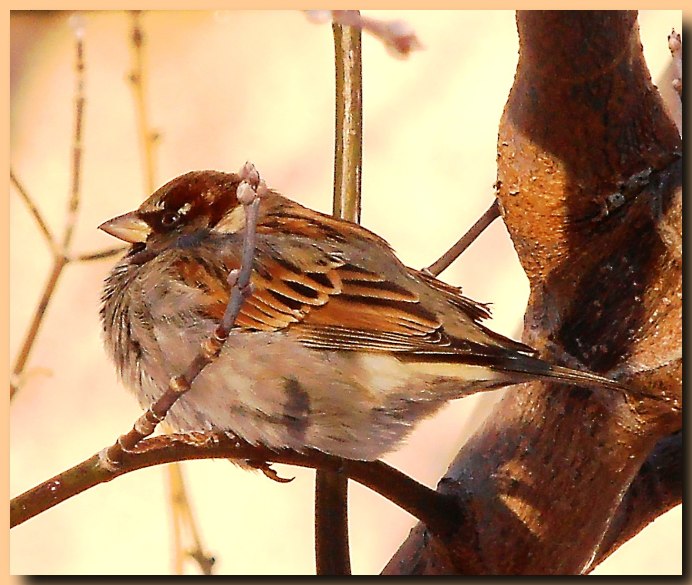 Взъерошенный Воробей