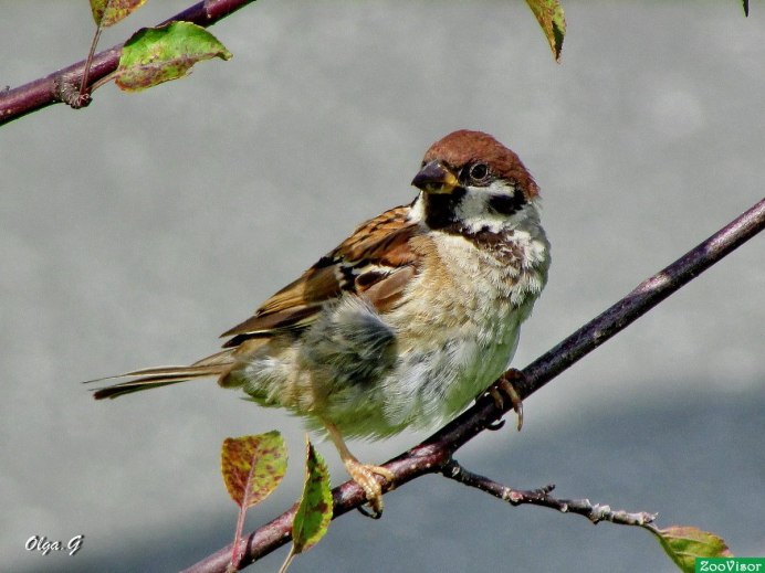 Взъерошенный Воробей