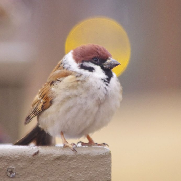 Южноафриканский Воробей