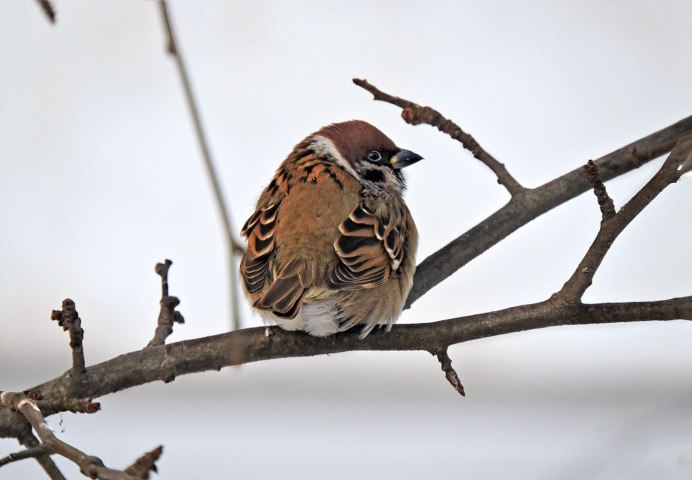 Зимующая птица Воробей домовый