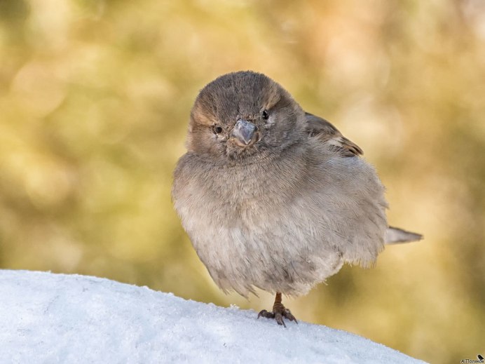 Нахохлившийся Воробей