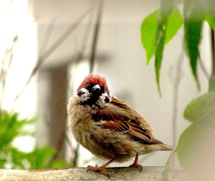Смешной Воробушек