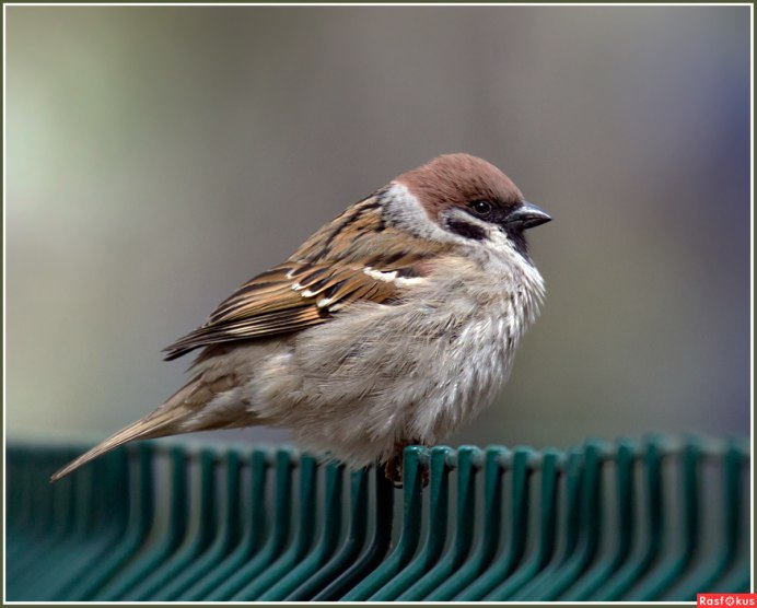 Нахохлившийся Воробушек
