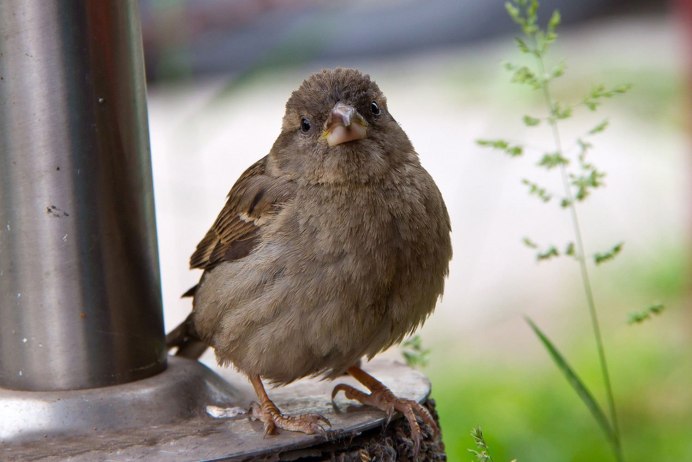 Воробьи в парке