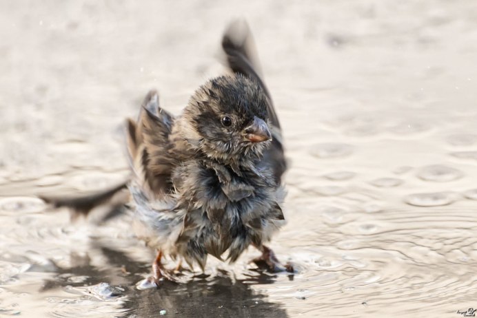Толстый Воробей