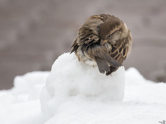 Животные под дождем