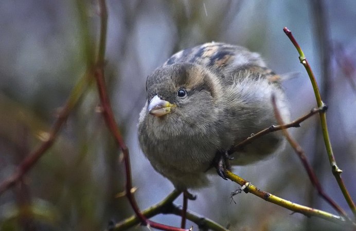 Воробей орнитология