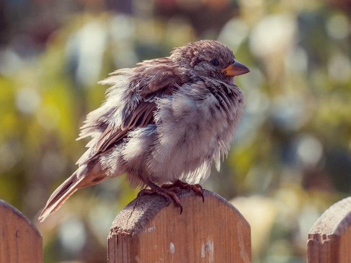 Воробей прикольный