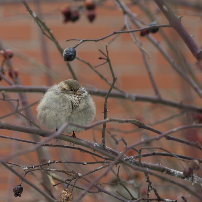 Птица Воробей