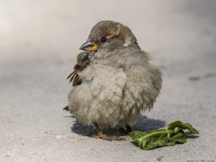 Снежный Воробей фото