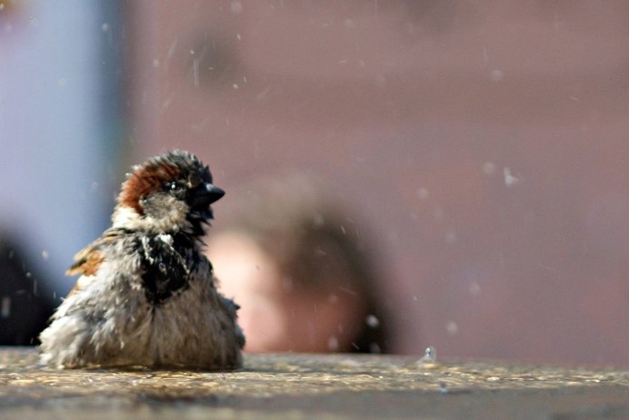 Воробей на травинке
