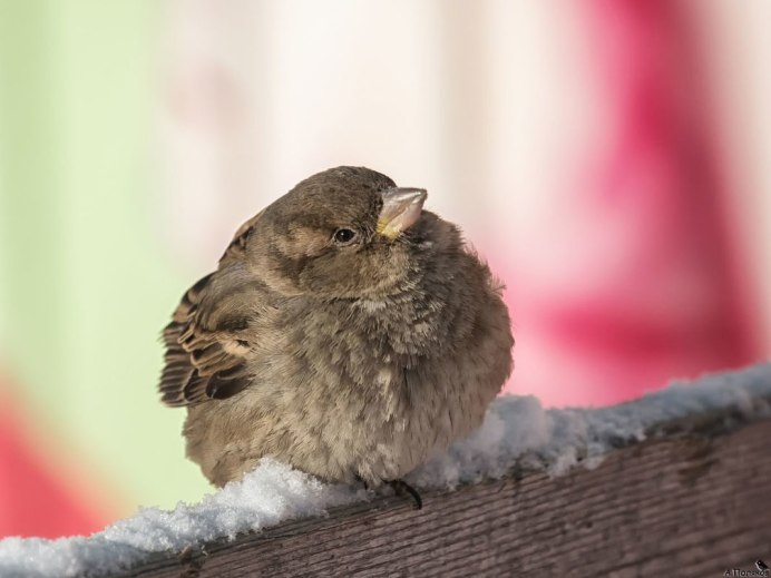Взъерошенный Воробей