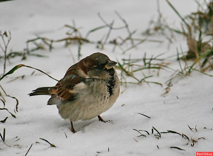 Воробьиные истории