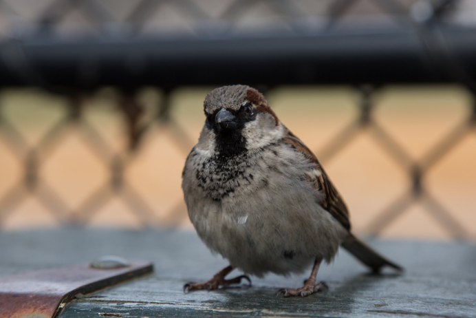 Воробушки зимой