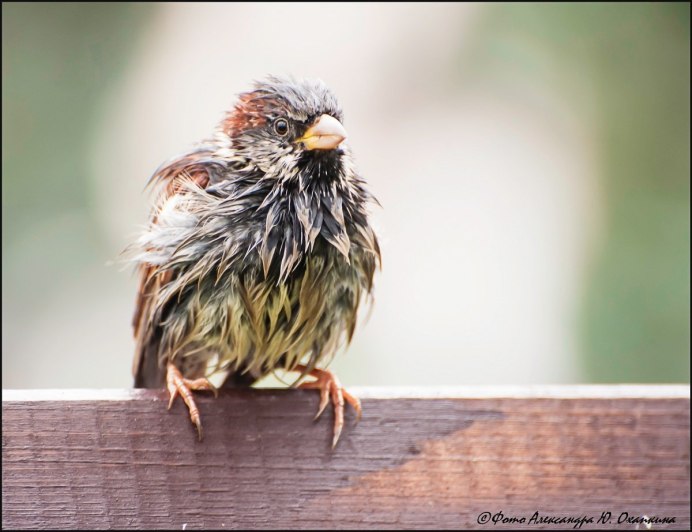 Нахохленный Воробей