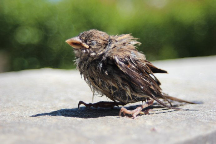 Нахохлившаяся птичка