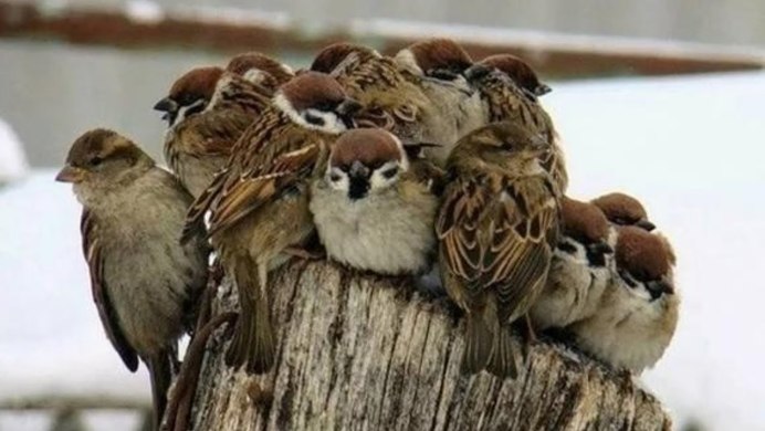 Злой Воробей