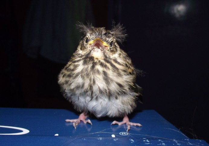 Замерзший Воробей