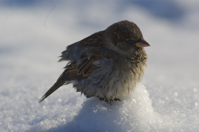 Воробушек растрепанный