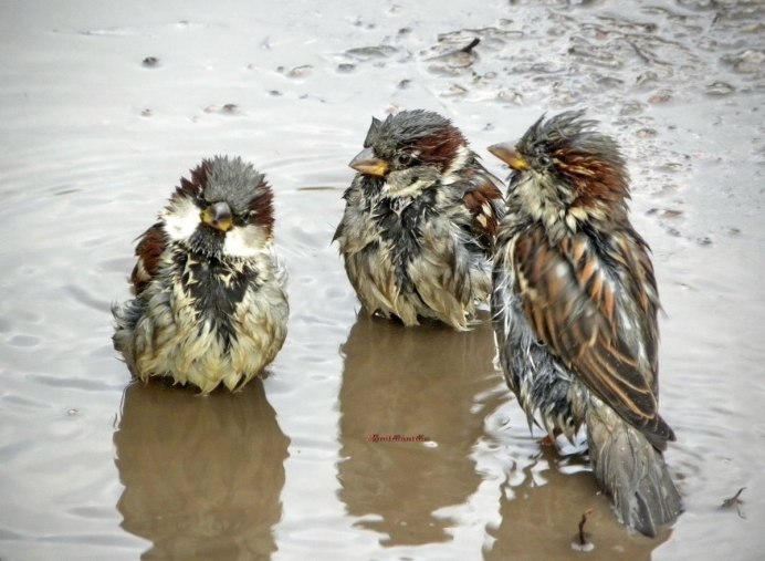 Нахохлившийся Воробей