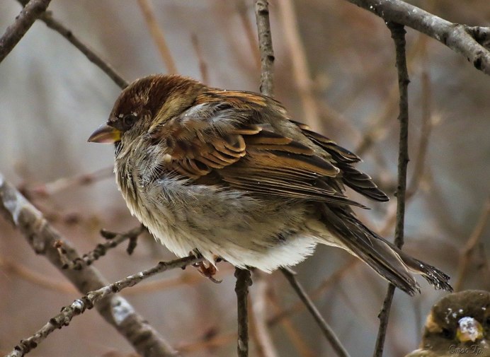 Бедный Воробушек замерз