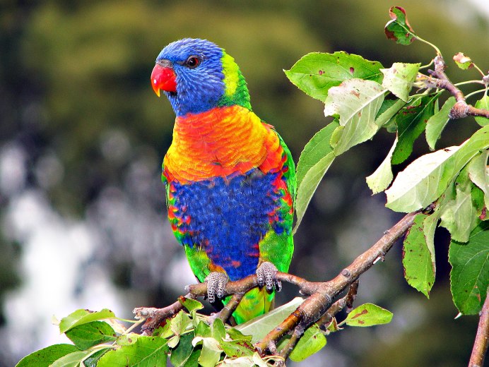 Красный попугай Lorikeet