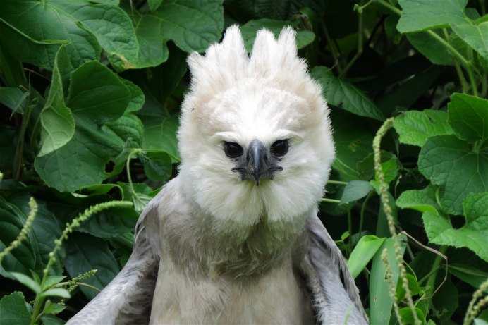 Южноамериканская Гарпия птенец