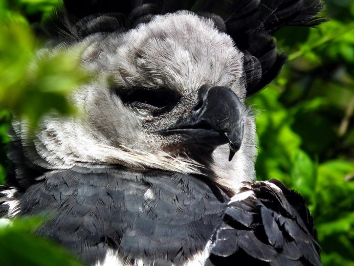 Южноамериканская Гарпия птица