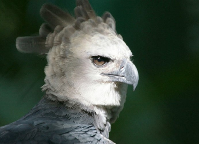 Длиннохвостые гарпии