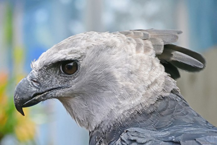 Филин верхом на ламе