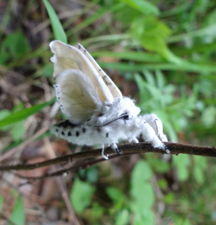 Сакимичан Сещемару