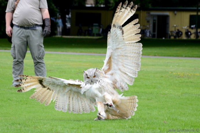 Южноамериканская Гарпия птица