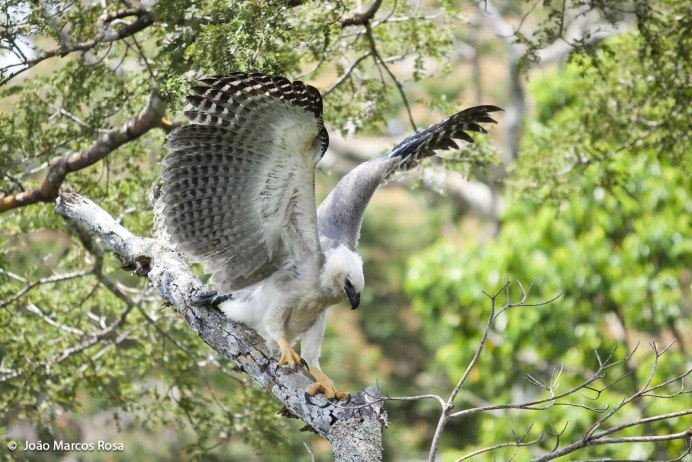 Южноамериканская Гарпия птенец