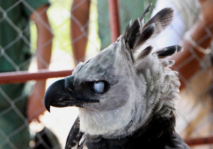 Птицы Южной Америки Гарпия