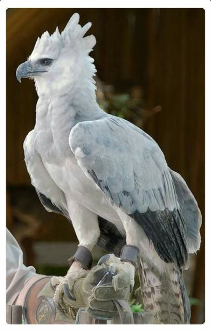 Ястреб Гарпия