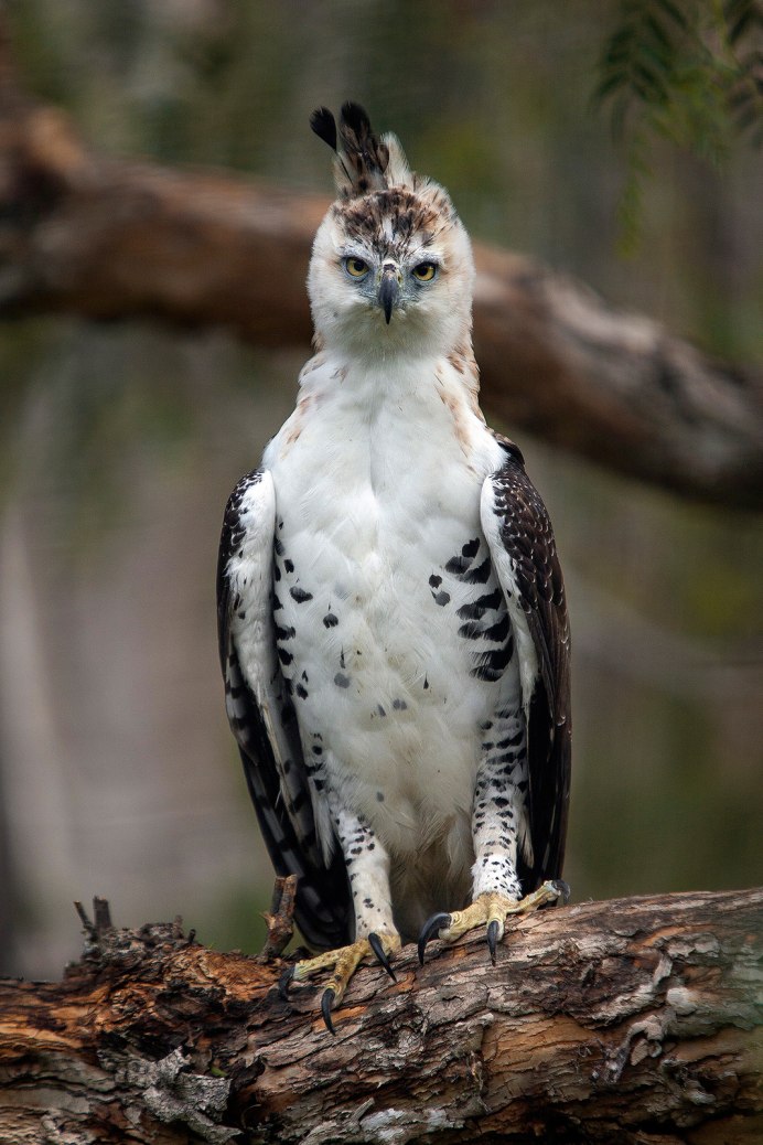 Южноамериканская Гарпия птица