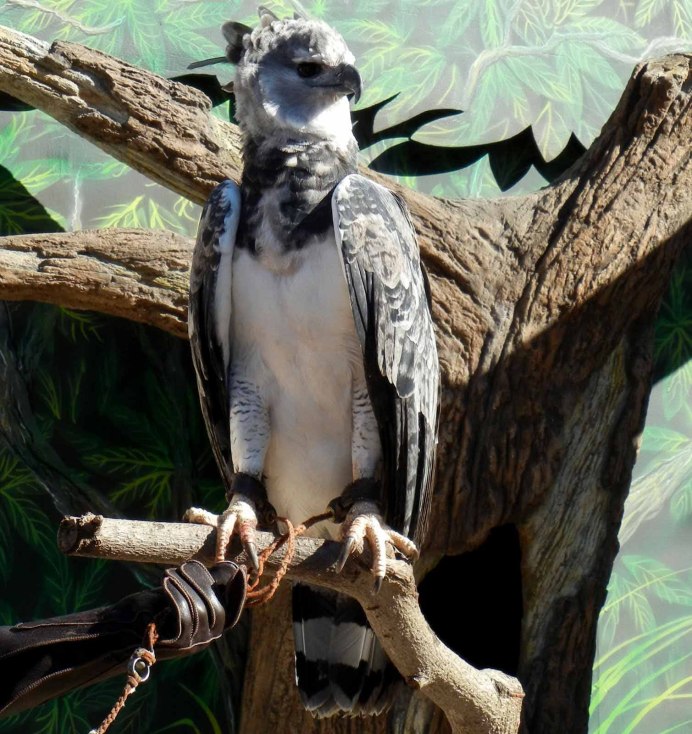 Черная Гарпия птица