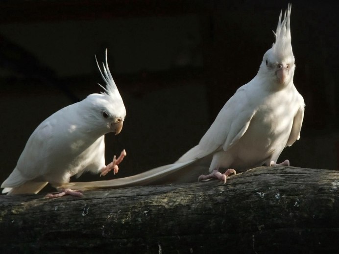 Cockatiel ITDCP