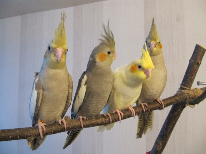 Желтощекий корелла