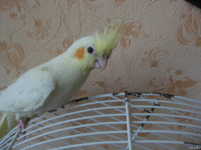 Попугай Sultan papağani