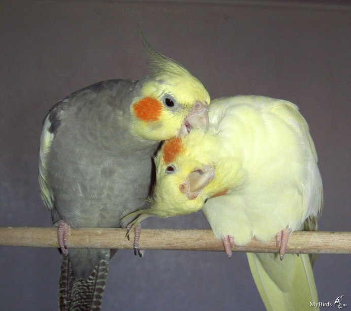 Амадины и кореллы