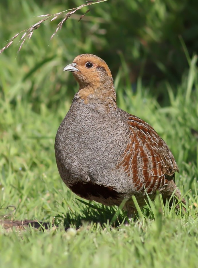 Серая куропатка (Perdix Perdix)