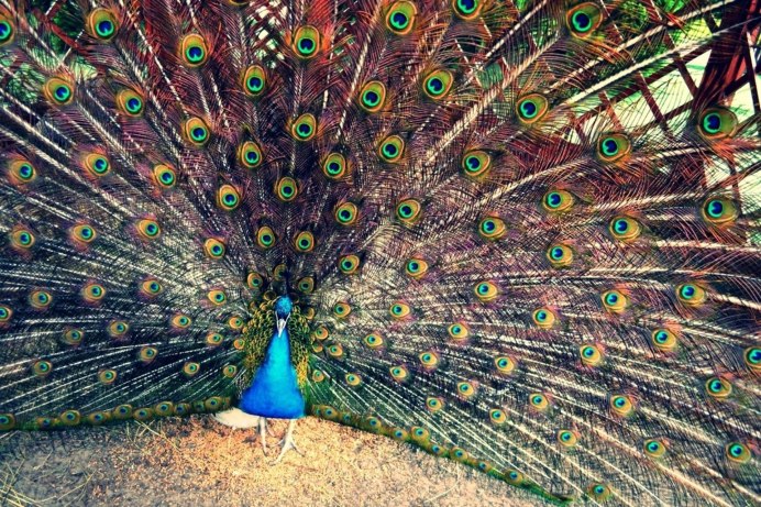 Павлин (Pavo cristatus)