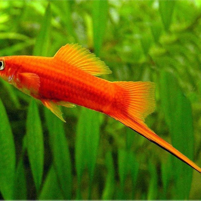 Swordtail Fish