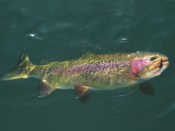 Радужная форель Oncorhynchus mykiss