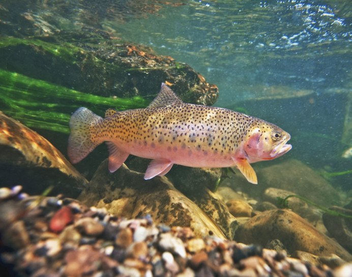 Микижа Oncorhynchus mykiss